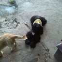 Wilson Alba Amado - @wilsonalbaamado - Twitter