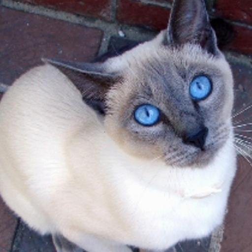 British American feline into art, crafts, natural healing and the beauty of the natural world.
Passionate about equality.