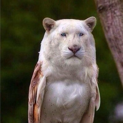 OGLightning's profile picture. I FOLLOW BACK 100% #Teamfollowback #followforfollow