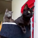 Danijela Markovic - @mandycat8888 - Twitter