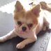 @tzf_shiba12p