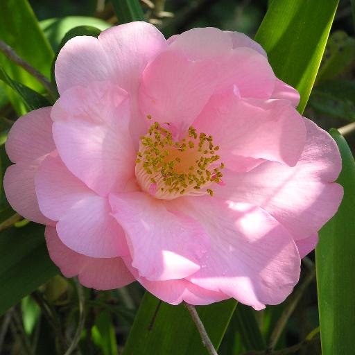 nakibabe's profile picture. Nelson Tweeter supporting #gigatownnsn comp