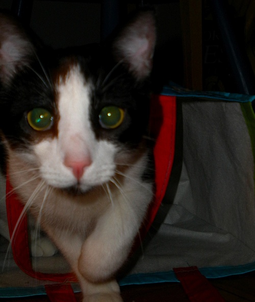 Jello, aka Cool & Fruity. 1 y.o. male tux kitty seeks ohter cat tweeies for hidin in teh closet, stalkin birdies & chasin teh laser pointer. Follow me.