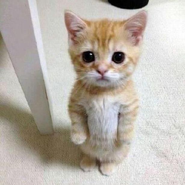 I love cats and so should you! FML