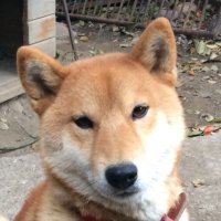 生き残りたいキリン (@kuroi_kou) Twitter profile photo