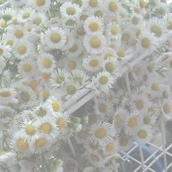 رت اور فاف للمفضل لك الدي ام للاقتراحات نسوي فولو باك ❤️