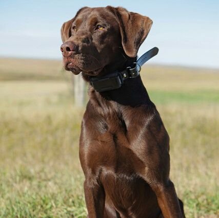 Hunts4Chocolate's profile picture. 