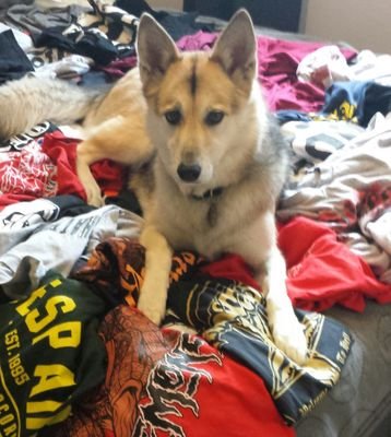 FOR DOGS DOWN WITH THE CORE - Submit your dog with merch/caption to be posted - merchxmutt@gmail.com