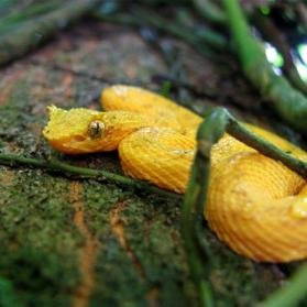 The Eyelash Viper Care Guide. For anyone interested in keeping this venomous yet beautiful snake visit http://t.co/UcV6blmEN6