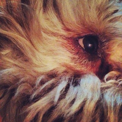 kivthedog's profile picture. Ne insanlar ısırdım, aslında hiç yoktular.