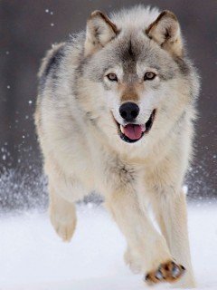 petrop745's profile picture. класс чем некогда найдите меня в вк и добавте меня в друзья мае имя там Ержас Алихан $$$