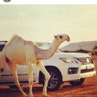 سوق اهل الابل (@almngly) Twitter profile photo