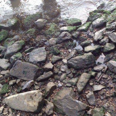 brooklynNature's profile picture. Exposing the more gritty, wornout yet soulful scenery that make up #BrooklynNature