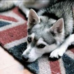 xliil__'s profile picture. الله__كريم