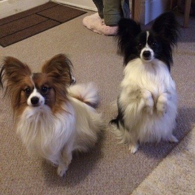 myloandtoby's profile picture. Hello we are Mylo (black and white) and Toby (ginger and white) and this Twitter account is to keep all our fans up to date with what we get up to enjoy
