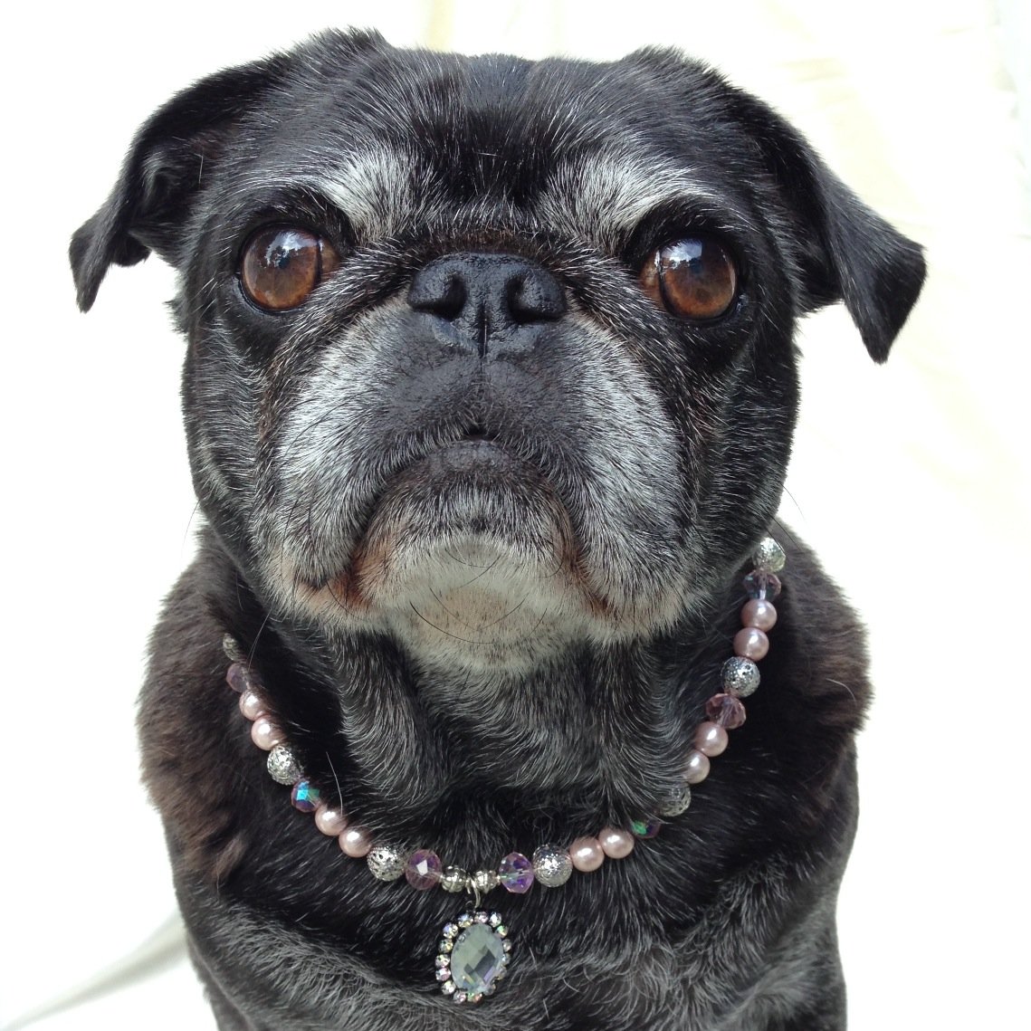 ShermansBarkery's profile picture. Delicious, Homemade Dog Treats. 20% of Proceeds Donated To Animal Rescue Groups!