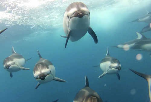 Against Poaching! SCREW YOU TAIJI COVE KILLERS!!! #tweet4taiji