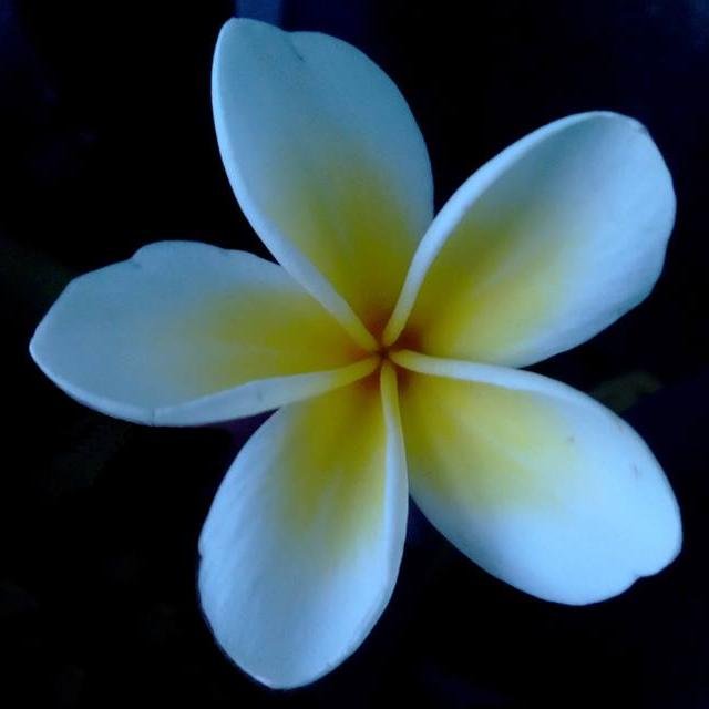 MShoaibQureshi's profile picture. 