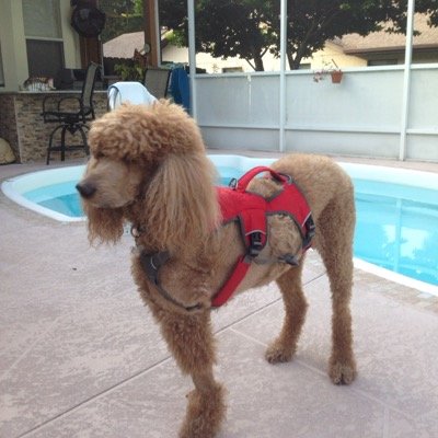 Standard Poodle 28 Tall 70Pounds Red Hair Battling Bone Cancer  Recently Retired Certified Therapy Dog