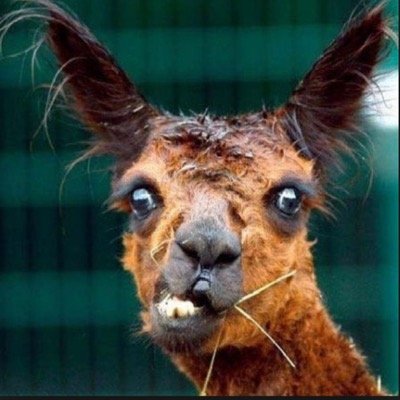 hi my name is chae and this is my acount so yeah p.s. i love NRL,soccer and watching youtubers.;)
