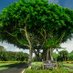 Banyan Golf Club (@banyan_golfclub) Twitter profile photo