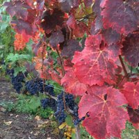 Travel For Wine (@travelforwine) 's Twitter Profile Photo