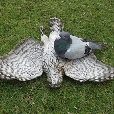 memeorozco's profile picture. 