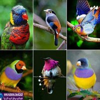 asad (@asad_shar5040) 's Twitter Profile