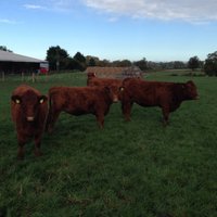 Tim Phipps (@braunstonbeef) 's Twitter Profile