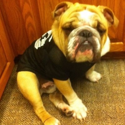 olibarks Profile Picture