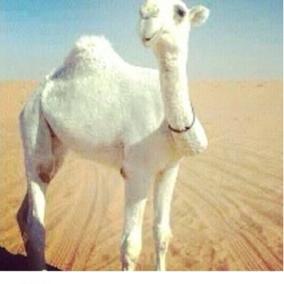 محمد٥١١