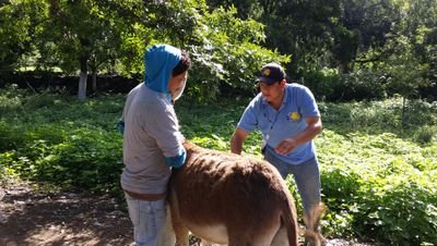Medico Veterinario Zootecnista
FMVZ UAT