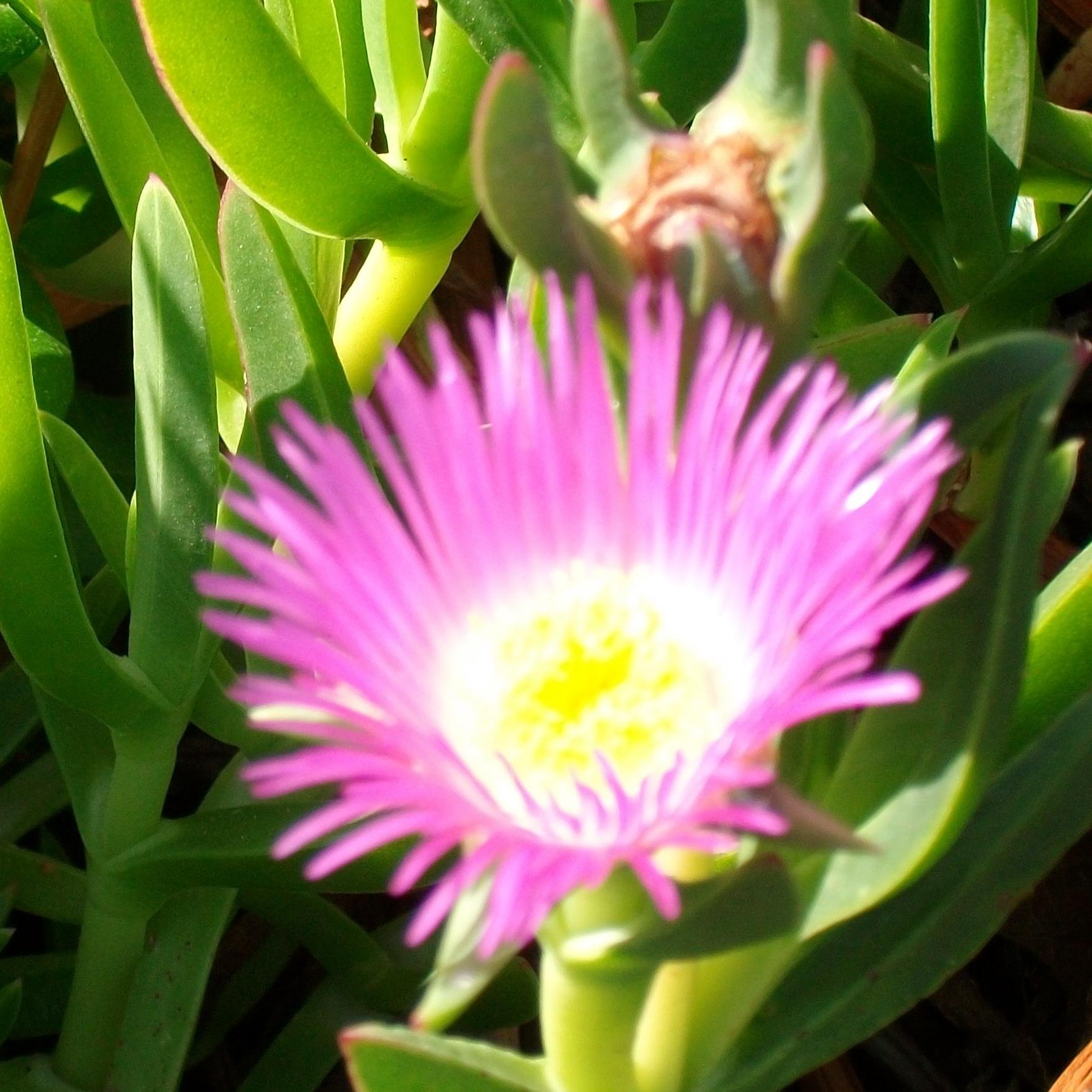 pascalfavier1's profile picture. 