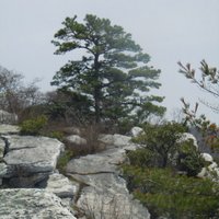 dans pro grow (@dansprogrow) 's Twitter Profile