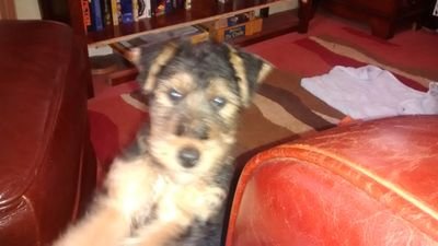 Beer hunting Welsh Terrier