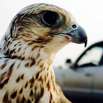 alsnaafii's profile picture. 