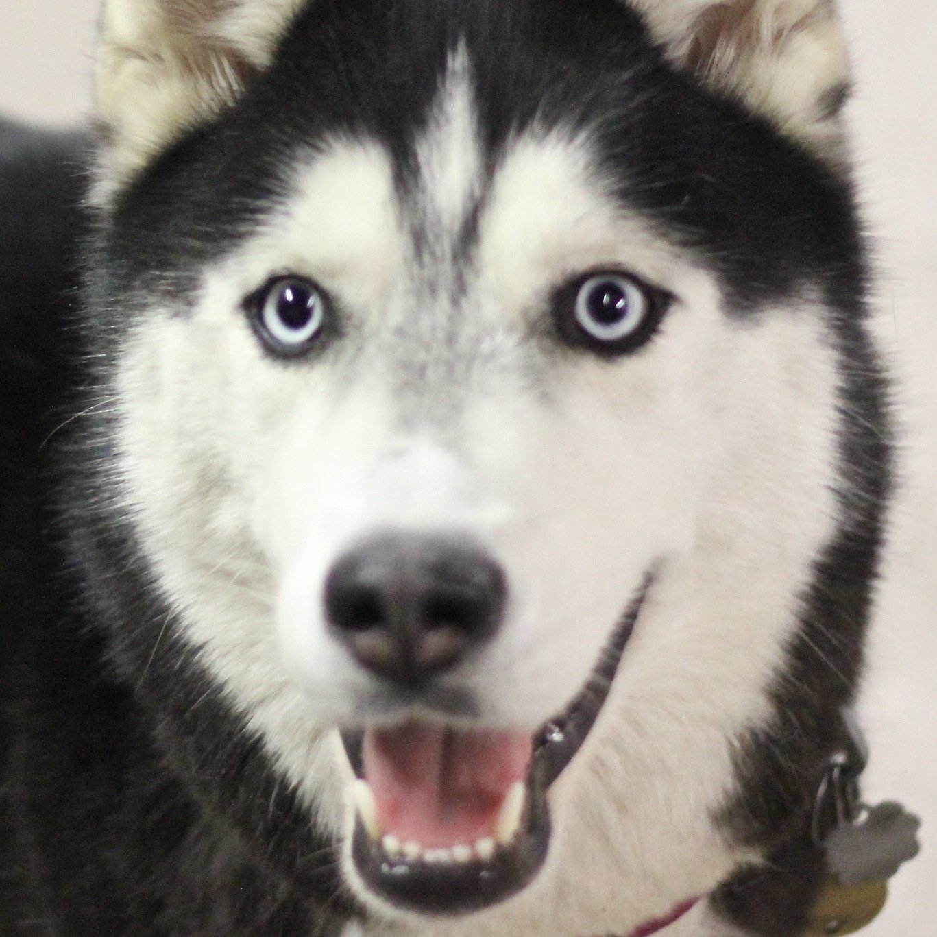 Doggie daycare