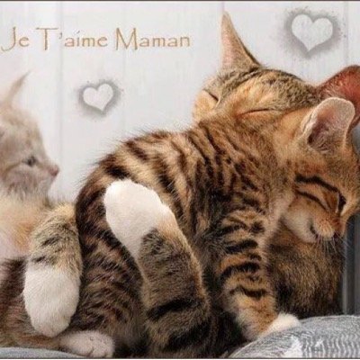 roozqatar78's profile picture. 