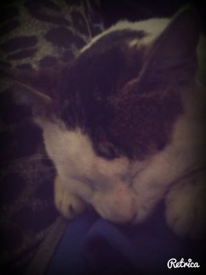 solesole2015's profile picture. ~El capitalismo es el genocida más respetado del mundo~ El Che.