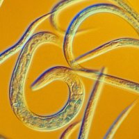 Fruit Worms (@fruitwormpapers) 's Twitter Profile Photo