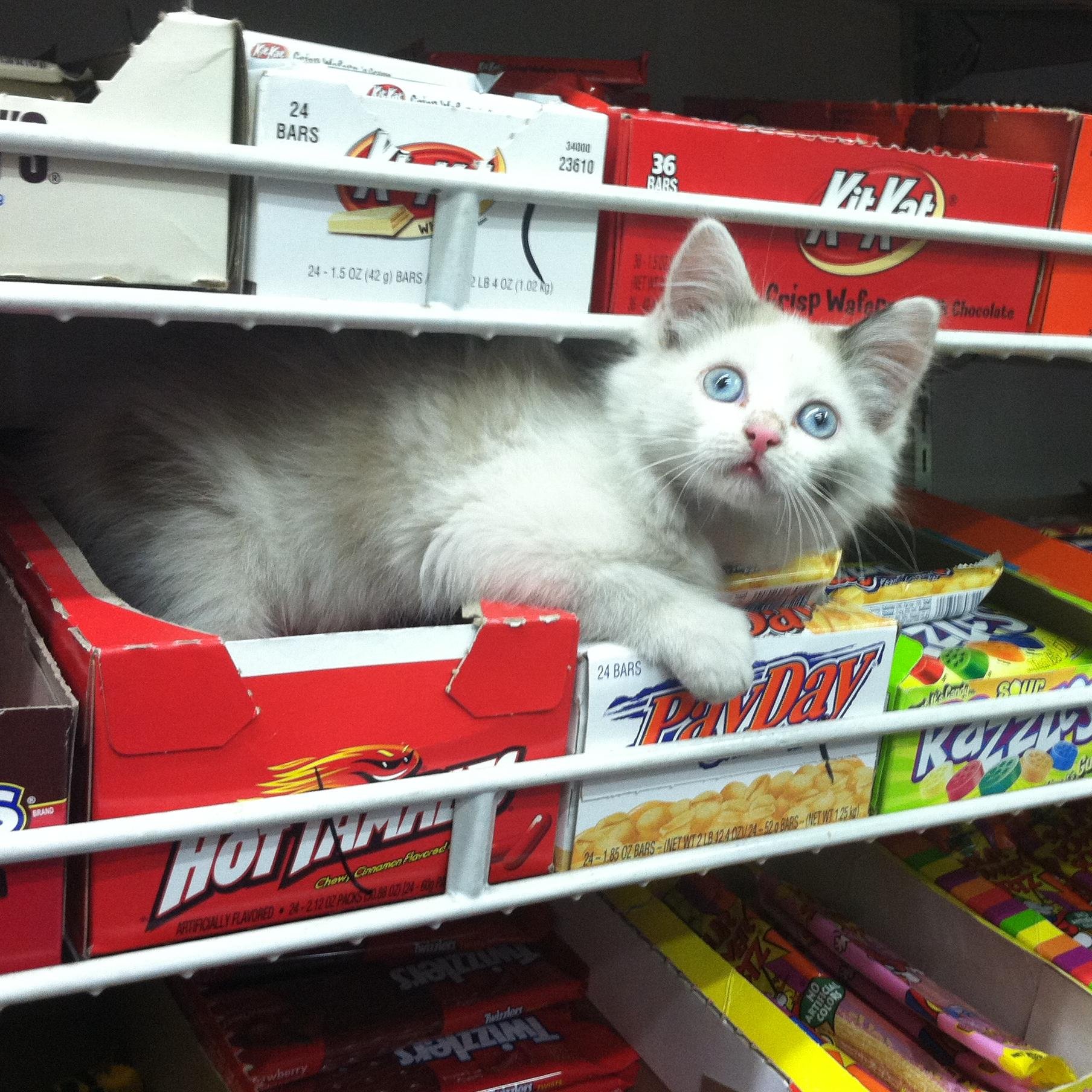 Official Bodega Cat Tumblr and Twitter of NYC