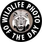 Wildlife Photo of the Day is a platform for celebrating and sharing the world’s most stunning wildlife photos. Submit your photos at the link below!