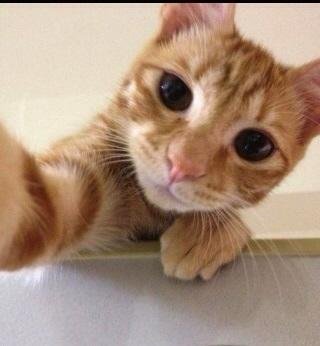 Hello
