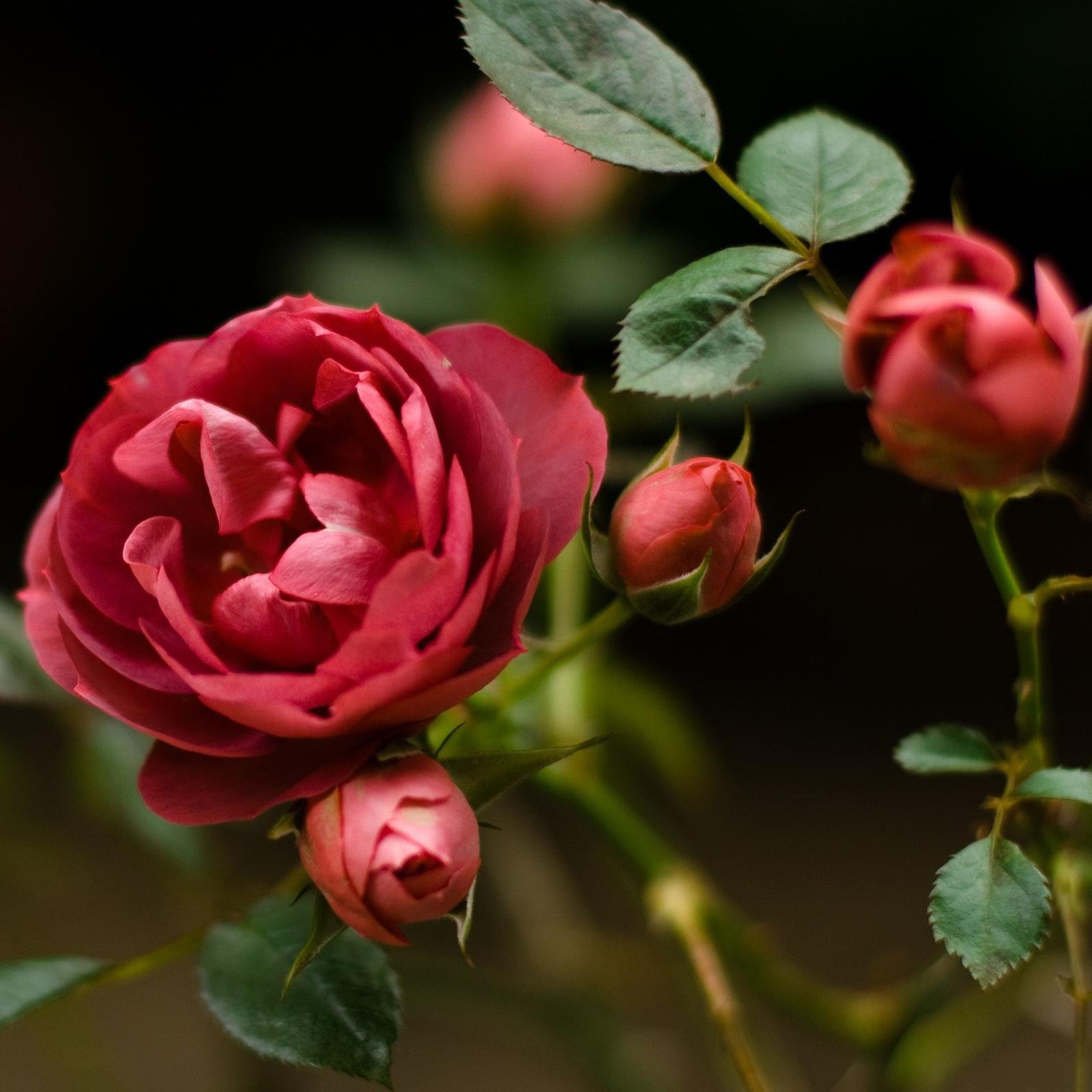 amarsamir's profile picture. 