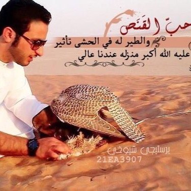 هذا شموخ الصقر يعكس شموخي انسان عادي بس اسلوبي شيوخي     https://t.co/M8jsPnpudu