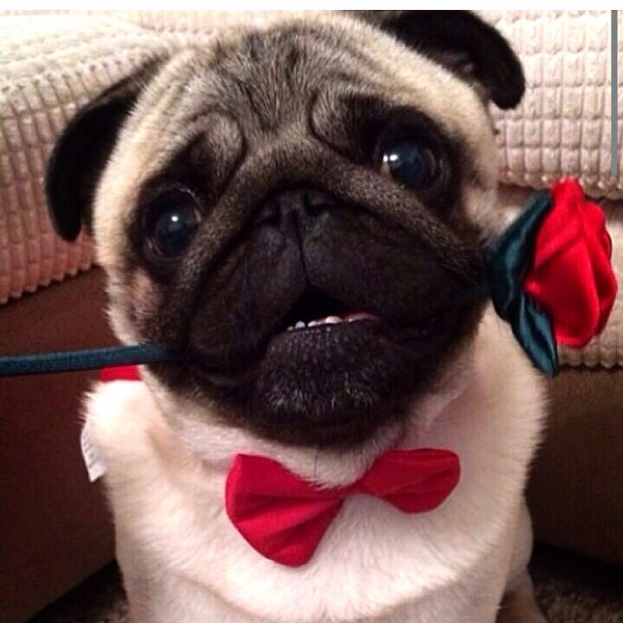 Guauwow22's profile picture. Modista para los mas consentidos, confeccion a la medida y a su estilo. Contacto: 0424-9475574