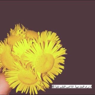 ‏﴿ وَمَا تَوْفِيقِي إِلَّا بِاللَّهِ ﴾•❥