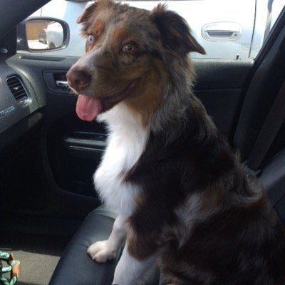 I'm fluffy, love to play, and very ADHD. Everybody loves me because I'm beautiful.