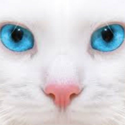 I am SnowPaw(Fur)- Age: 15 moons. Discription: Completely white she-cat with bright blue eyes, very optimistic and full of energy.