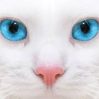 Snowfur (@snowpaw_) 's Twitter Profile